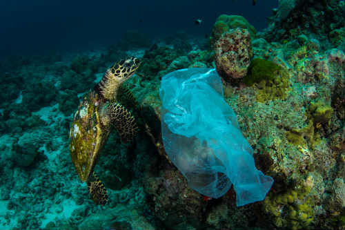 turtle and plastic bag